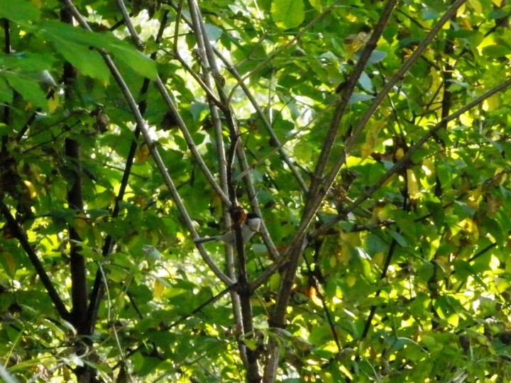 Czy ktoś spróbuje oznaczyć ...