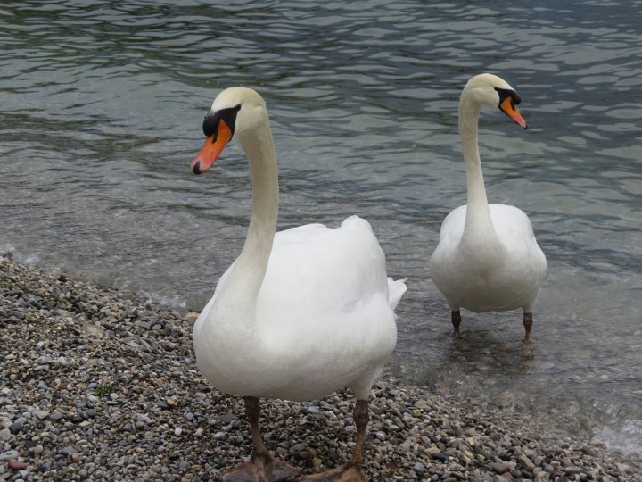 łabędzie