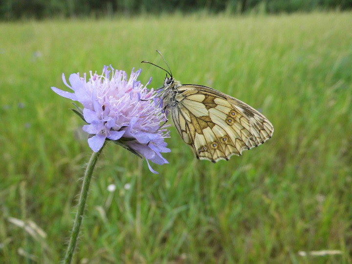 Szachownica galathea