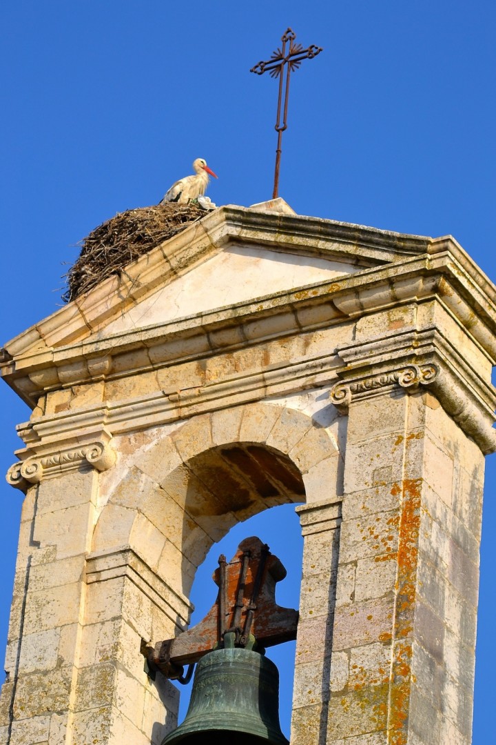 Jeden z wielu bocianów ...