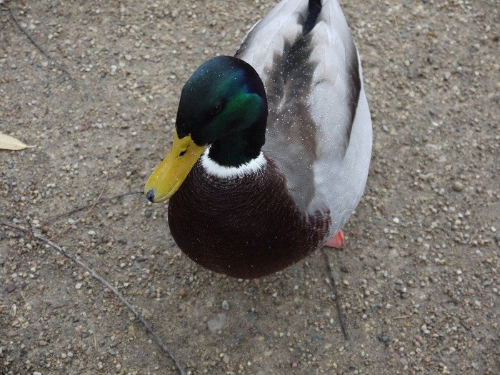 A woda z niego jak po ...