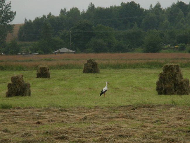 Polski krajobraz.
