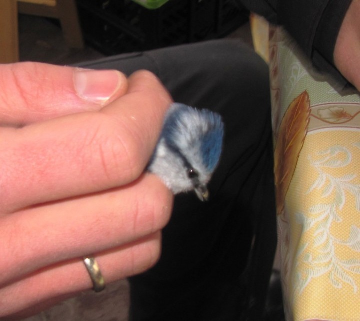 Akcja Karmnik 04.12.2012 ...