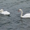 łabędzie ...