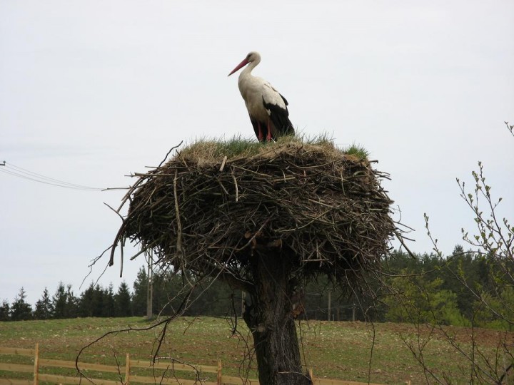 Bocian w gnieździe