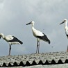 Pierwszy ...