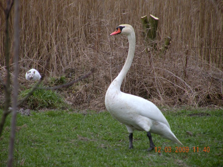KOTEK Przymilas i łabędz' ...