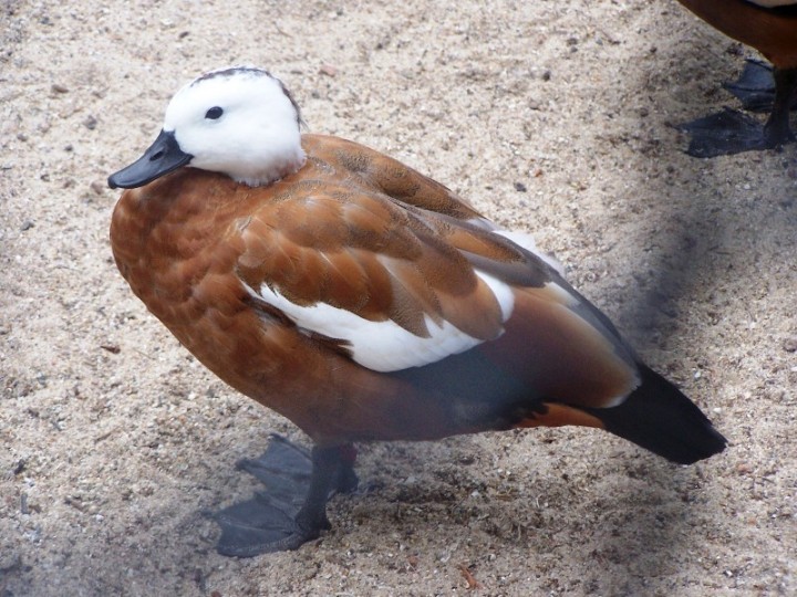 kto wie co to za ptaszek ;>?