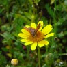motyl