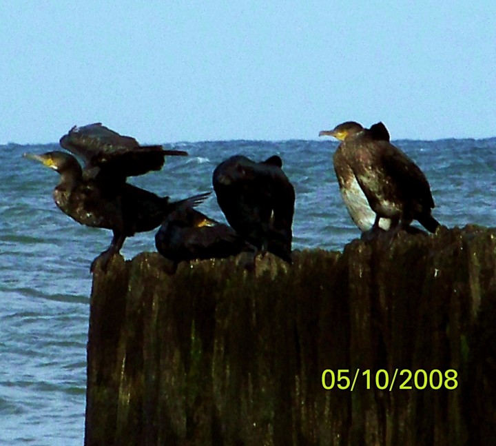 Ta  dziesiejsza bryza ...