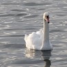 Łabędź