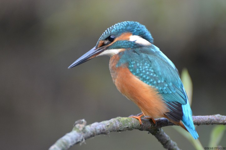 Zimorodek zwyczajny (Alcedo ...