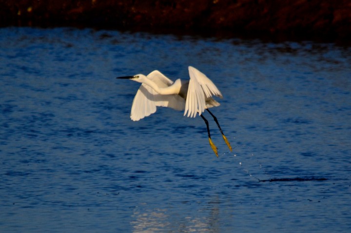 Ria Formosa