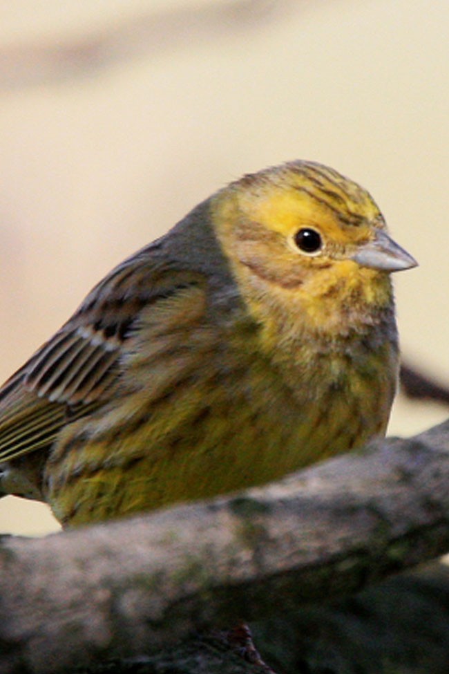 A ten gatunek już znacie?
