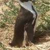 pingwiny 2