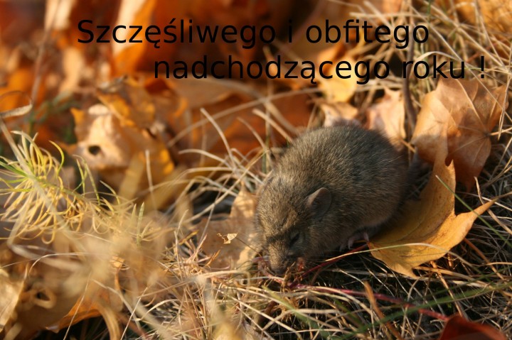 Szczęśliwego i obfitego ...