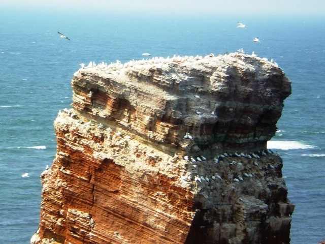 głuptaki na wyspie Helgoland