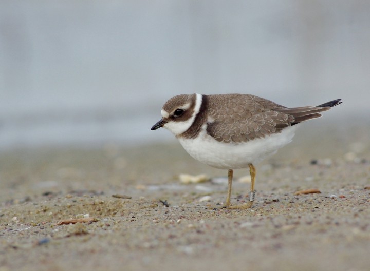 Charadrius hiaticula ...
