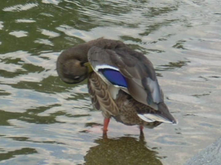 Krzyżówkowa toaleta