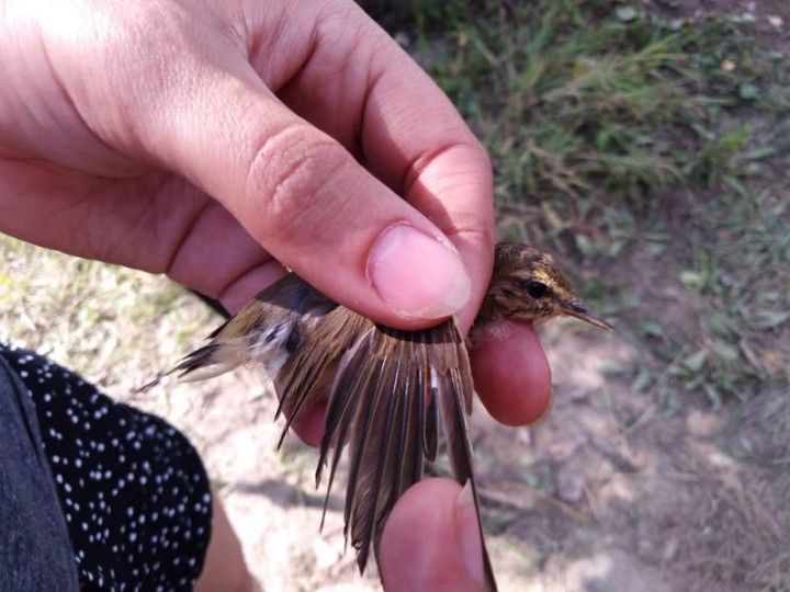 Zagadka :) co to za ptak?