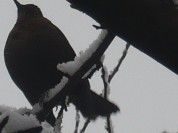 Więcej