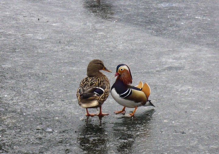 Krzyżówka z mandarynką :)