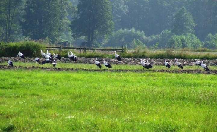 Część sejmikujących boćków.