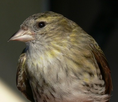 Kto pierwszy rozpozna ...