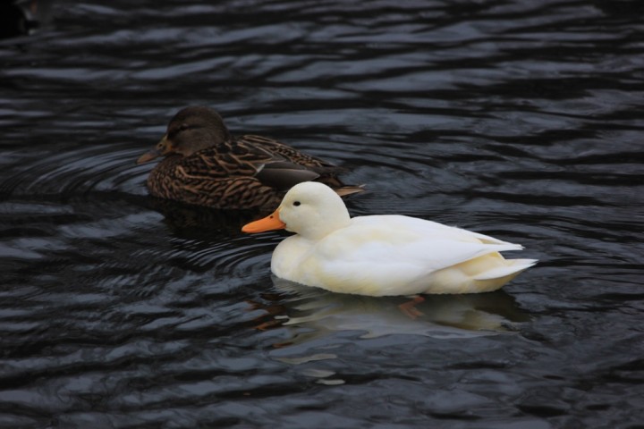 Albinosek