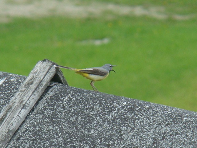 śpiewający samiec pliszki ...