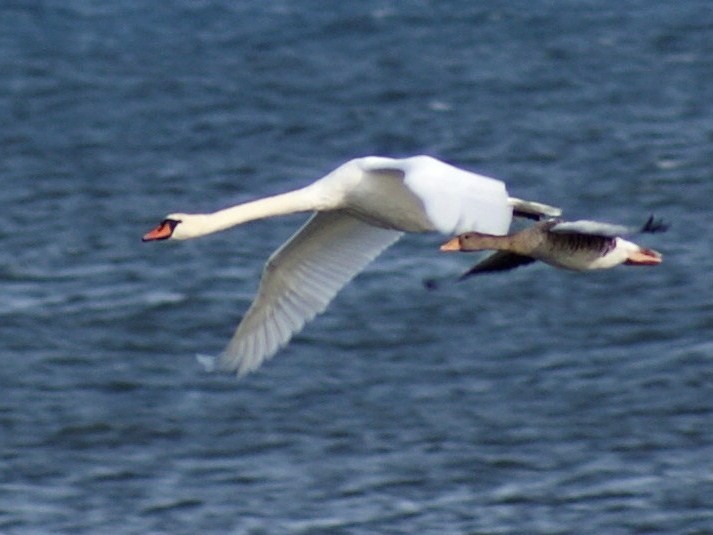 Lepiej trzymać się z ...