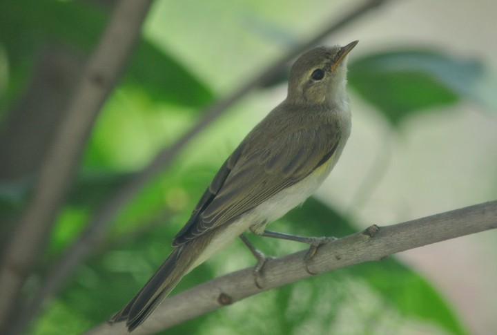 Phylloscopus