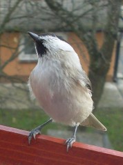 Więcej