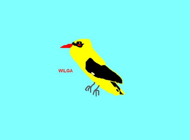 wilga