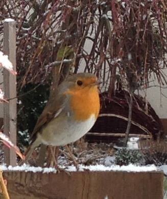 Rudzik - okrągły ptak ...