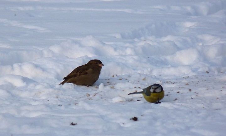 Dwoje bardzo wiernych ...