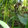 Fungi.