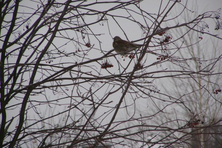 Samica kosa w czasie ...