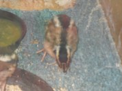 Więcej