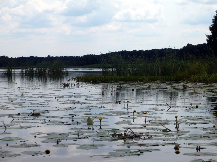 Siedliska Ptaków