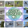 Wszystki ...