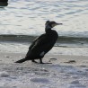 kormoran