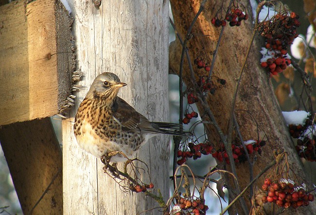Podwieczorek przy zachodzącym ...