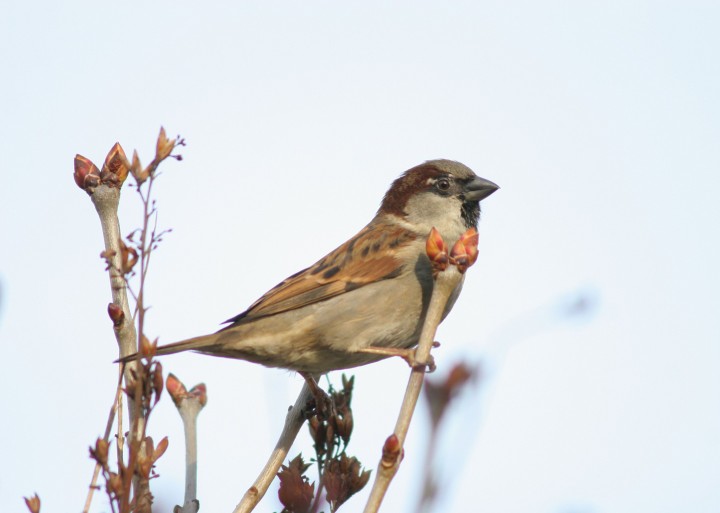 Wróbel, fot. Stanisław ...