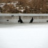 Kormoran ...