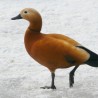 Maszeruje