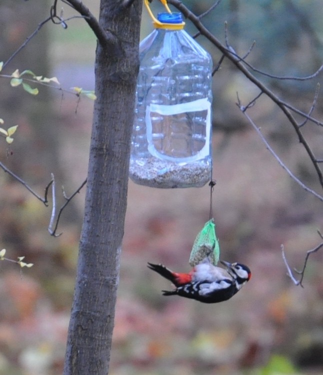 Dzięciołowe akrobacje
