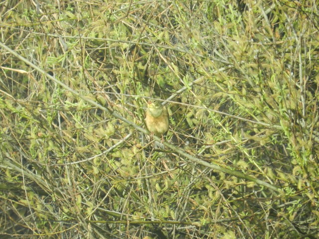 Ortolan