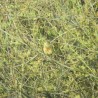 Ortolan
