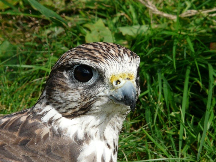 Raróg